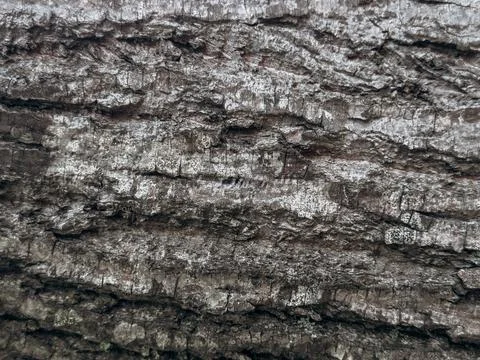 Textured Tree Bark Close-Up Macro photo of aged tree bark showing detailed .. Stock Photos