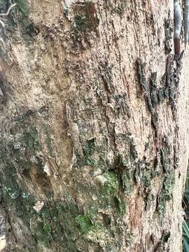 Textured tree bark close up with moss botanical weathered environment Stock-Fotos