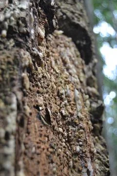 Textured Tree Bark Close-up Stock Photos