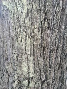 Textured tree bark close up Stock Photos
