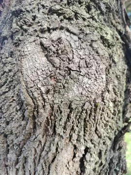 Textured tree bark close up Stock Photos