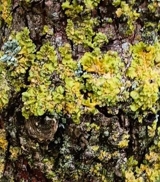 Textured tree bark covered with yellow common orange lichen Stock Photos