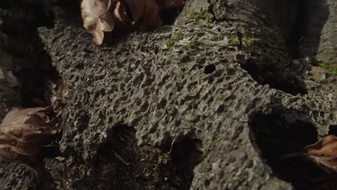 Textured Tree Bark with Fallen Leaves in Forest Stock Footage 289842669