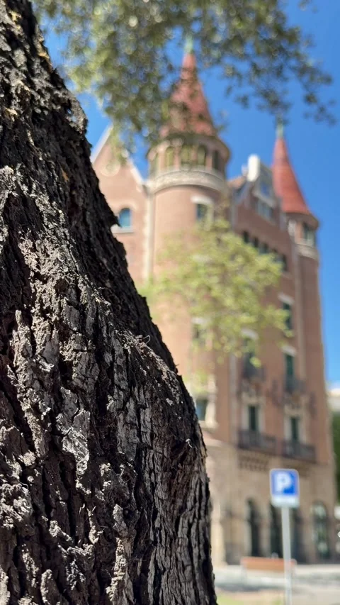 Textured tree bark in foreground with historic building and blue sky Video stock 336326999