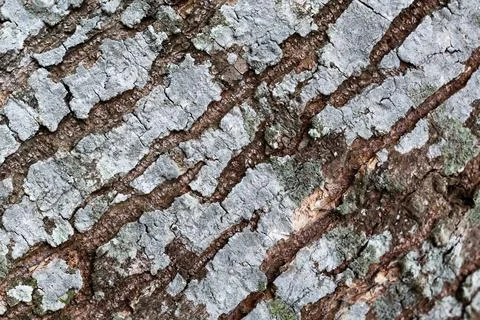 Textured Tree Bark with Lichen Stock Photos