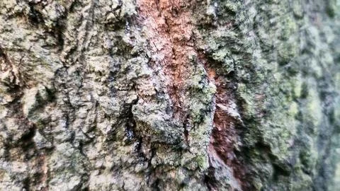 Textured tree bark with moss and lichen. Stock Photos