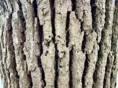 Textured tree bark with natural patterns. Stock Photos