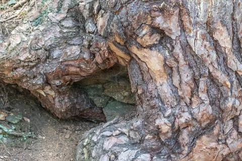 Textured Tree Bark Natural Structure Patterns Artistry Nature Detail 스톡 사진