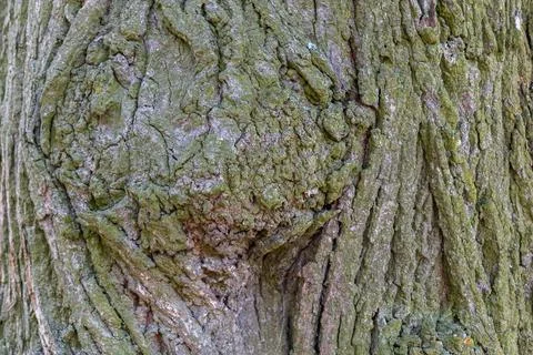 Textured Tree Bark Nature Pattern Green Lichen Organic Surface Detail Fotos Stock