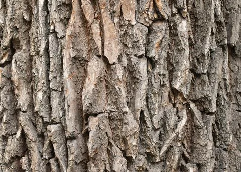 Textured tree bark, old tree Stock Photos