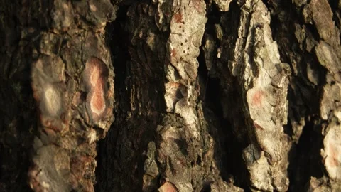 Textured Tree Bark with Peeling Layers. Stock Footage 257207415