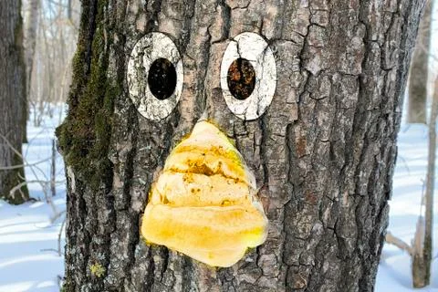 Textured tree bark Stock Photos