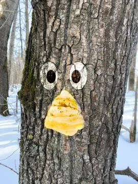 Textured tree bark Stock Photos