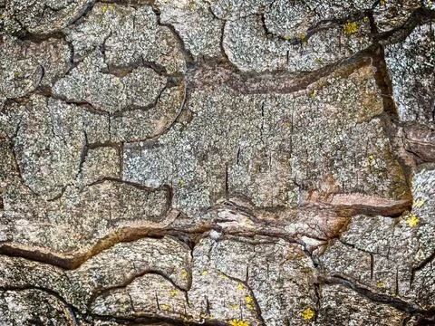 Textured tree bark Stock Photos
