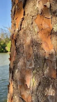 Textured tree bark Stock Photos