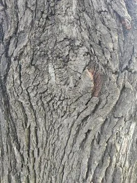 Textured tree bark Stock Photos