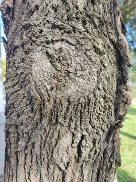 Textured tree bark Stock Photos
