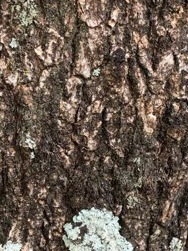 Textured Tree Bark Stock Photos