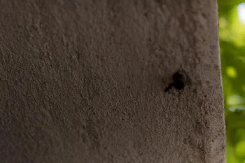 Textured Tree Bark with Small Insect Stockfoto's