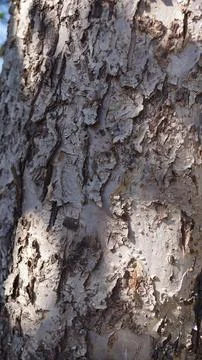 Textured Tree Bark in Sunlight Stock Photos