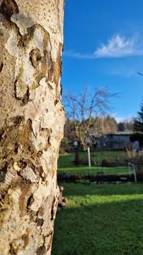 Textured tree bark in a sunny backyard Stock Photos