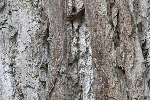Textured Tree Bark Surface Close-Up for Nature and Design Themes Stock Photos