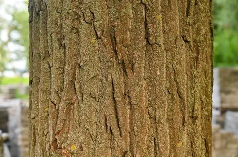 Textured tree bark. tree trunk close-up.. Stock Photos