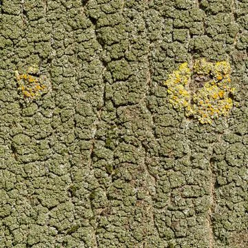 Textured tree bark with two clusters of yellow lichen  macro nature detail 写真素材