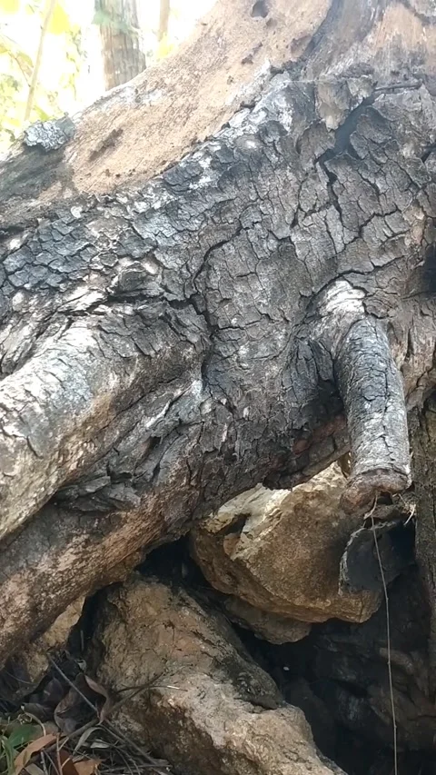 Textured Tree Bark with Unique Natural Growths Stock Footage 341262913