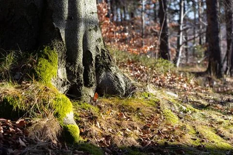 A textured tree base covered in vibrant green moss within a sunlit autumn Stock Photos