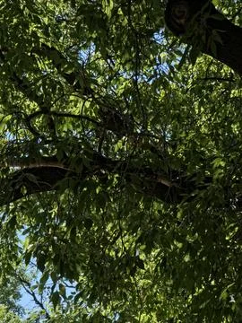 Textured tree branches sky view Stock Photos