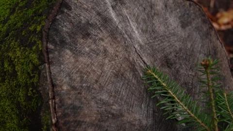 A textured tree stump. Stock Footage 254521952