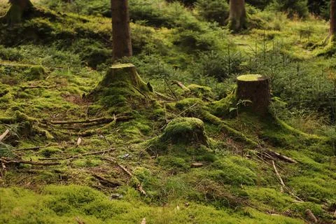 Textured Tree Stump in Forest Stock Photos