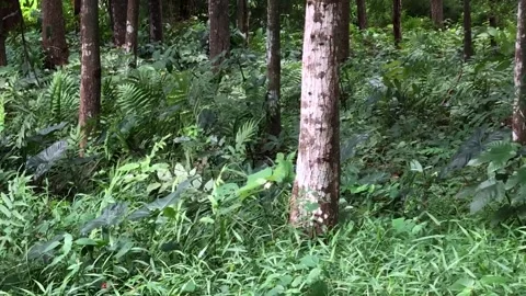 Textured Tree Trunk Amid Dense Tropical Forest Floor Vegetation Vidéo 342313660
