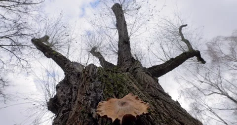 Textured Tree Trunk in Autumn Forest with Mushroom and Fungus Growth Vidéo 255390145
