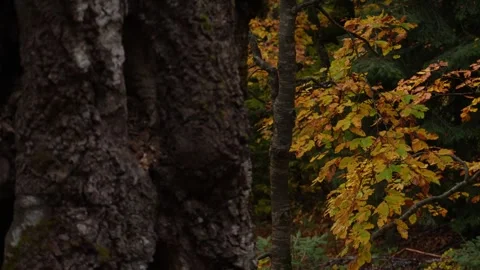 A textured tree trunk with autumn leaves in the background. Stock Footage 254525149
