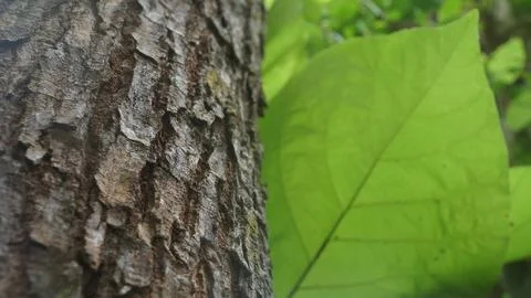 Textured Tree Trunk Bark Next to a Big Vibrant Green Leaf in the Forest Stock Photos
