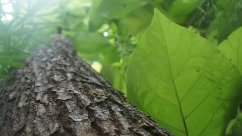 Textured Tree Trunk Bark Next to a Big Vibrant Green Leaf in the Forest Stock Photos