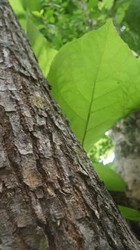 Textured Tree Trunk Bark Next to a Big Vibrant Green Leaf in the Forest Stock Photos