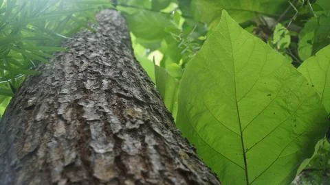 Textured Tree Trunk Bark Next to a Big Vibrant Green Leaf in the Forest Stock Photos
