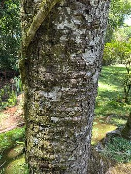 Textured tree trunk close up Stock Photos