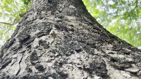 Textured Tree Trunk Stock Footage 301878411