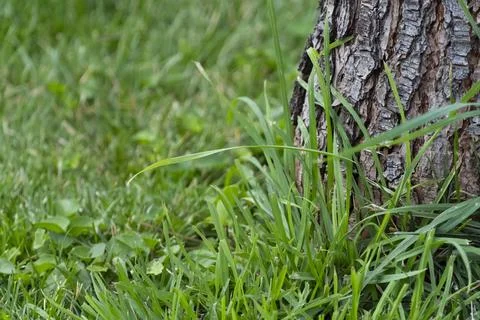 Textured Tree Trunk with Grass Stock Photos