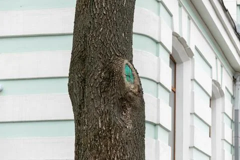 A textured tree trunk with a green-painted pruned branch scar stands before.. Stock Photos