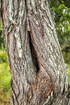 Textured tree trunk with hole Stock Photos