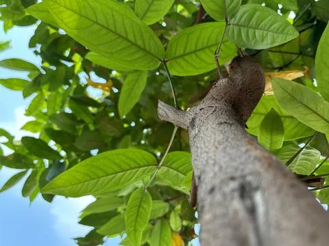 Textured tree trunk in the morning with fresh growing leaves Stock Photos