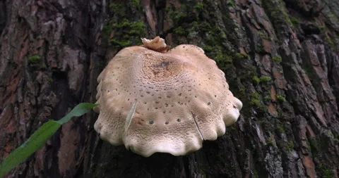 Textured Tree Trunk with Moss and Fungus in Woodland Stock Footage 253800531
