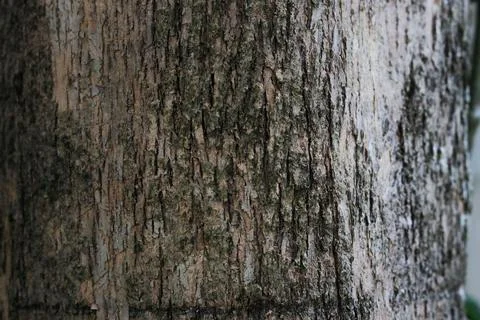 Textured tree trunk with natural patterns Foto stock