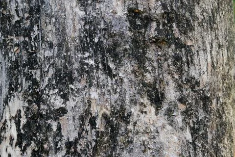 Textured tree trunk with natural patterns Stock Photos