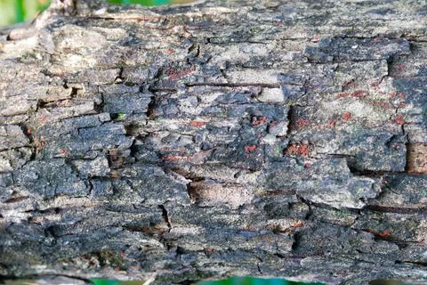 Textured tree trunk with natural patterns Foto stock
